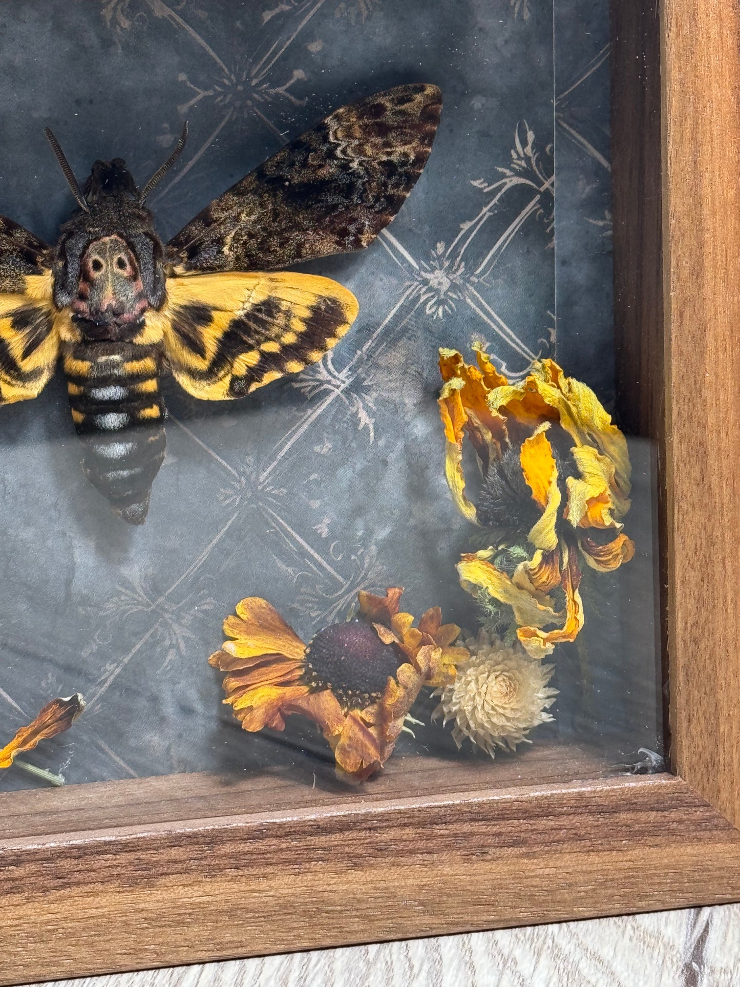 Death-head Moth Shadow Box - Real Preserved Specimens in Handmade Walnut Wood Frame