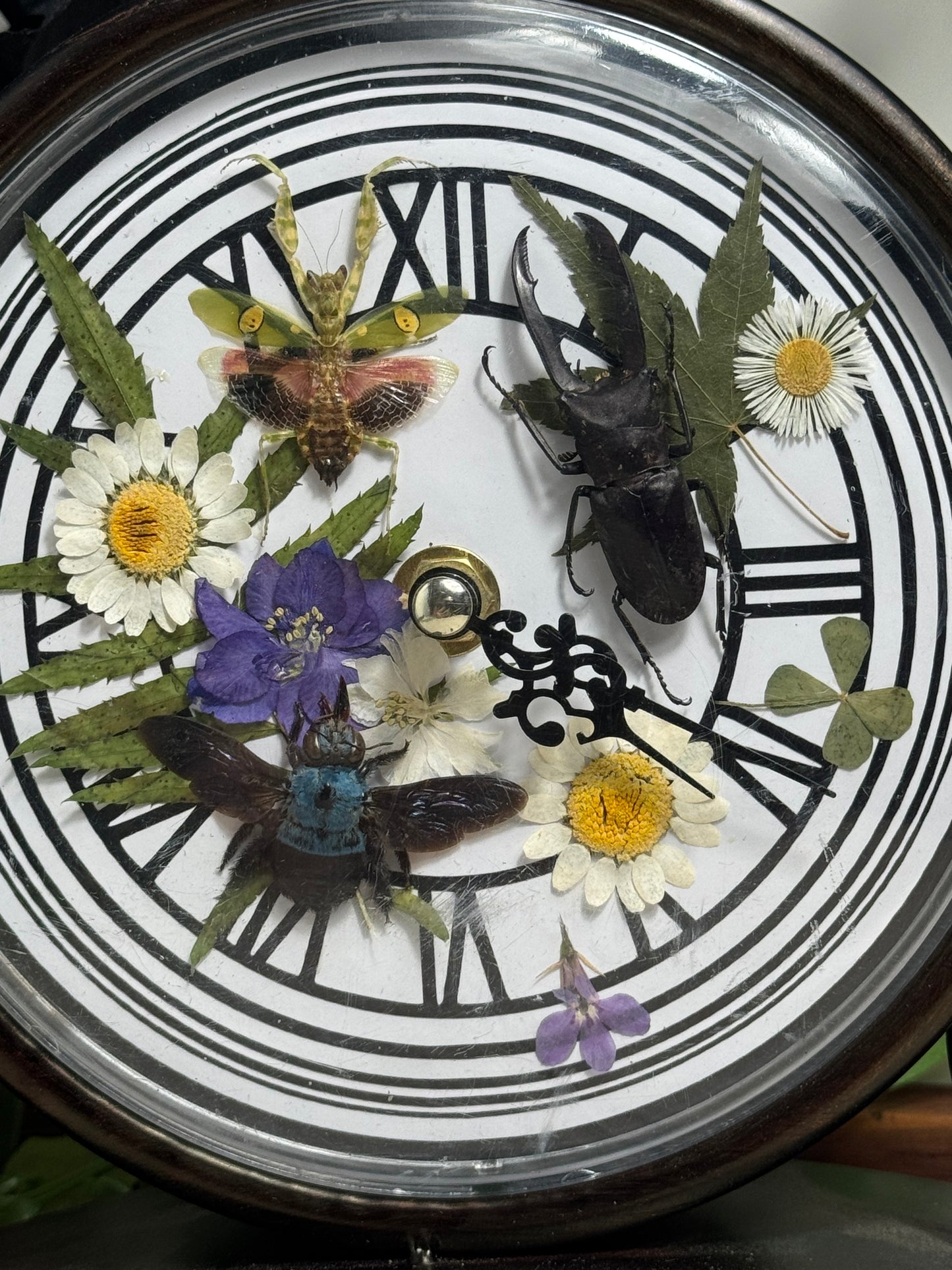 Insects in the Garden Clock Decor - Display Only with Real Pressed Flowers | Entomology Art