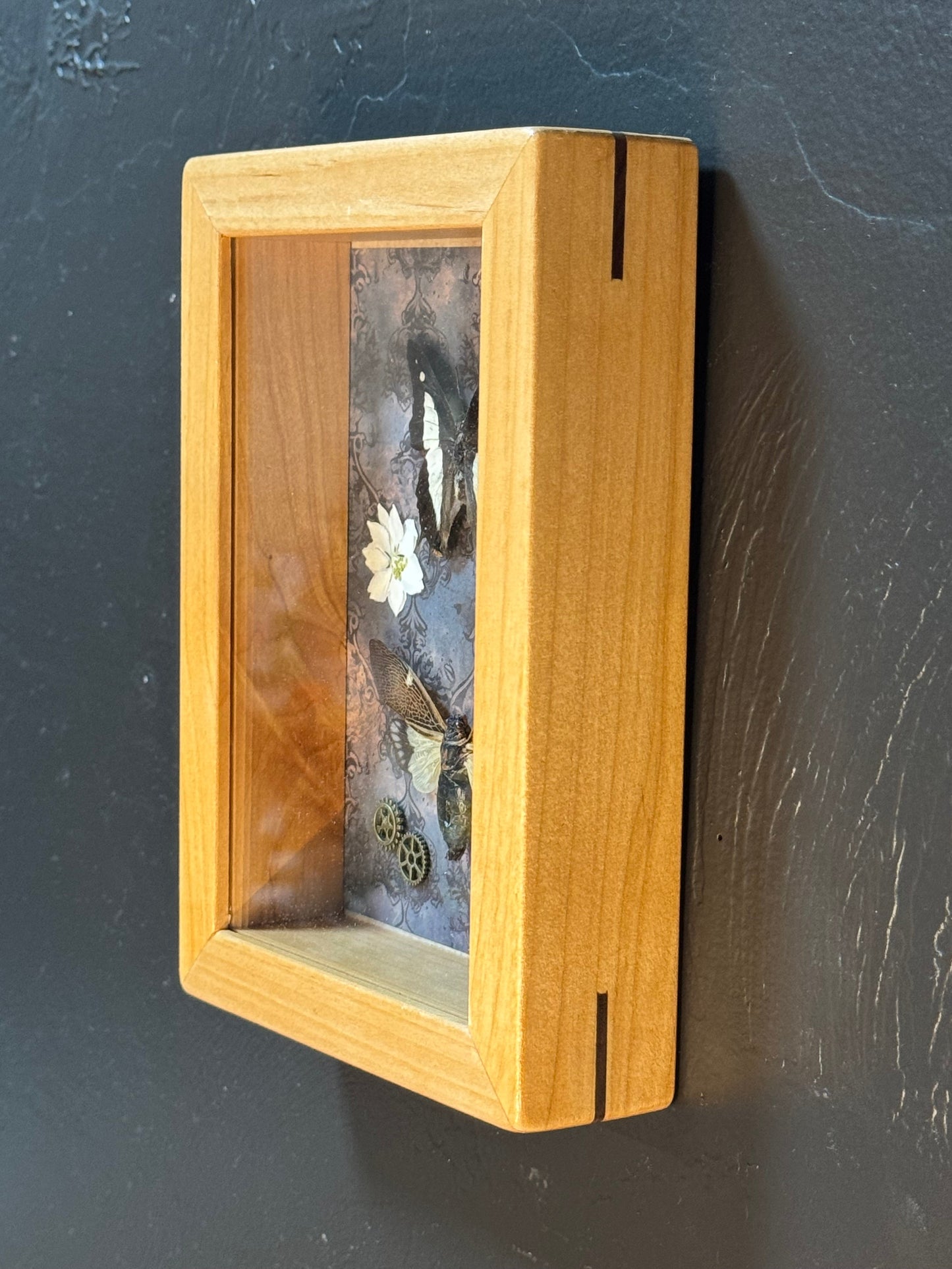 Butterfly & Cicada Shadow Box - Real Preserved Specimens in Handmade Cherry Wood Frame