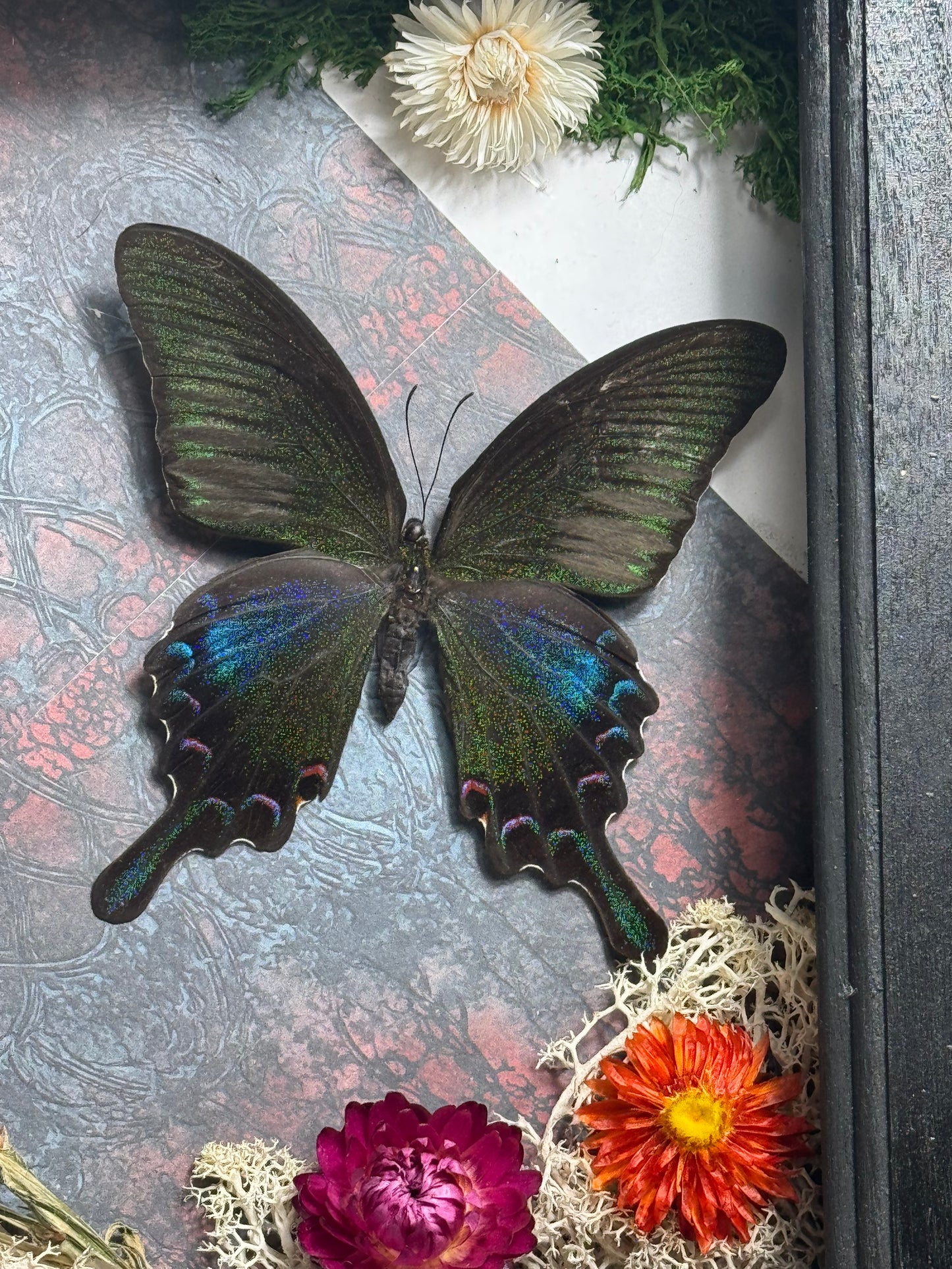 Butterfly Garden Display - Preserved Specimens | Nature Art Oddity Collection