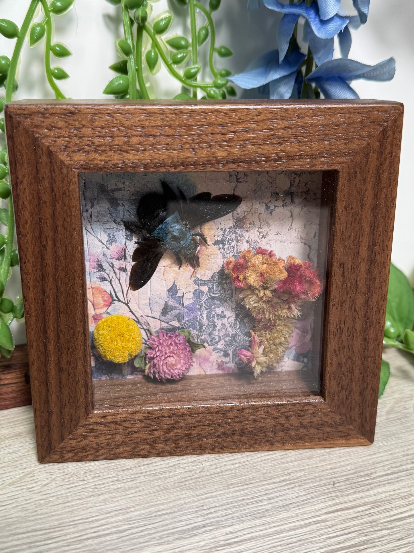 Carpenter Bee shadowbox with preserved flowers mini-framed oddity
