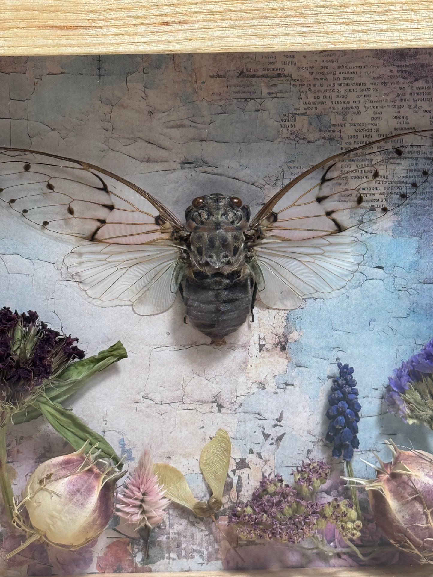 Ghost Cicada Shadow Box - Real Preserved Specimens in Handmade Ash Wood Frame
