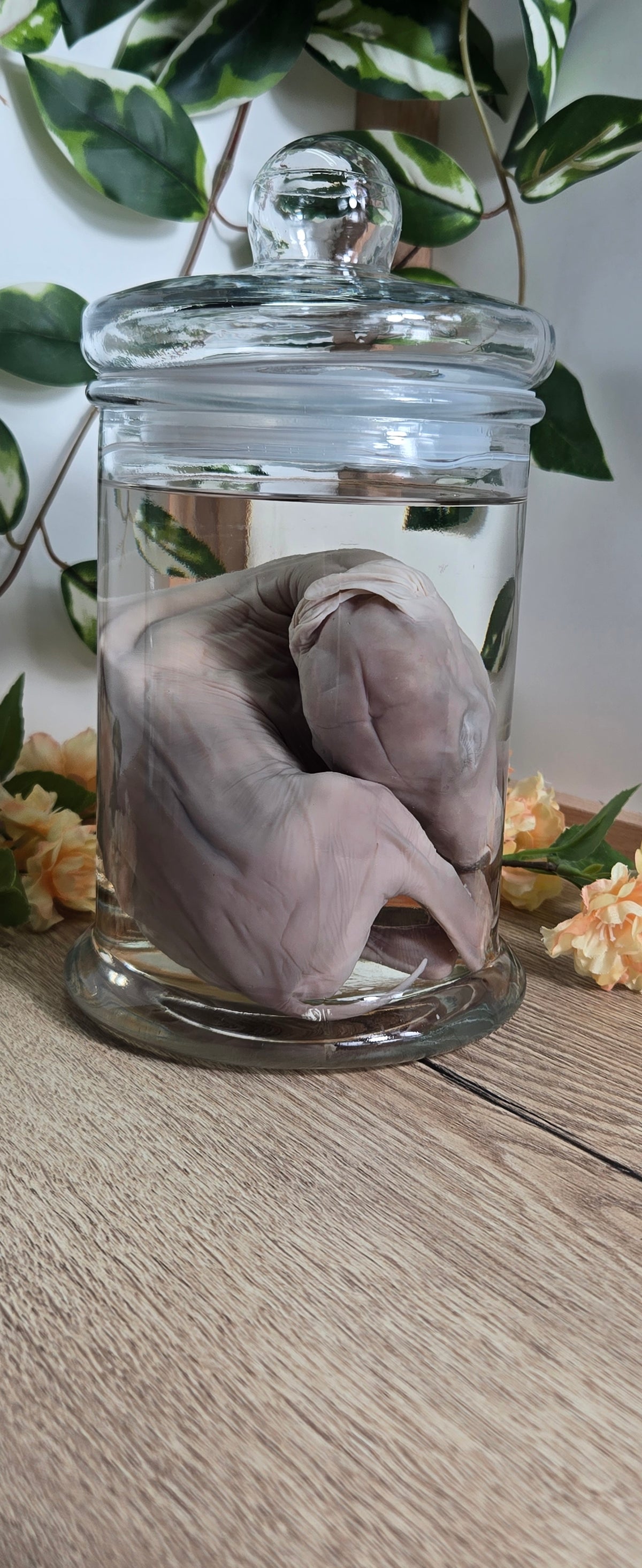Deer Fetal Wet Specimen