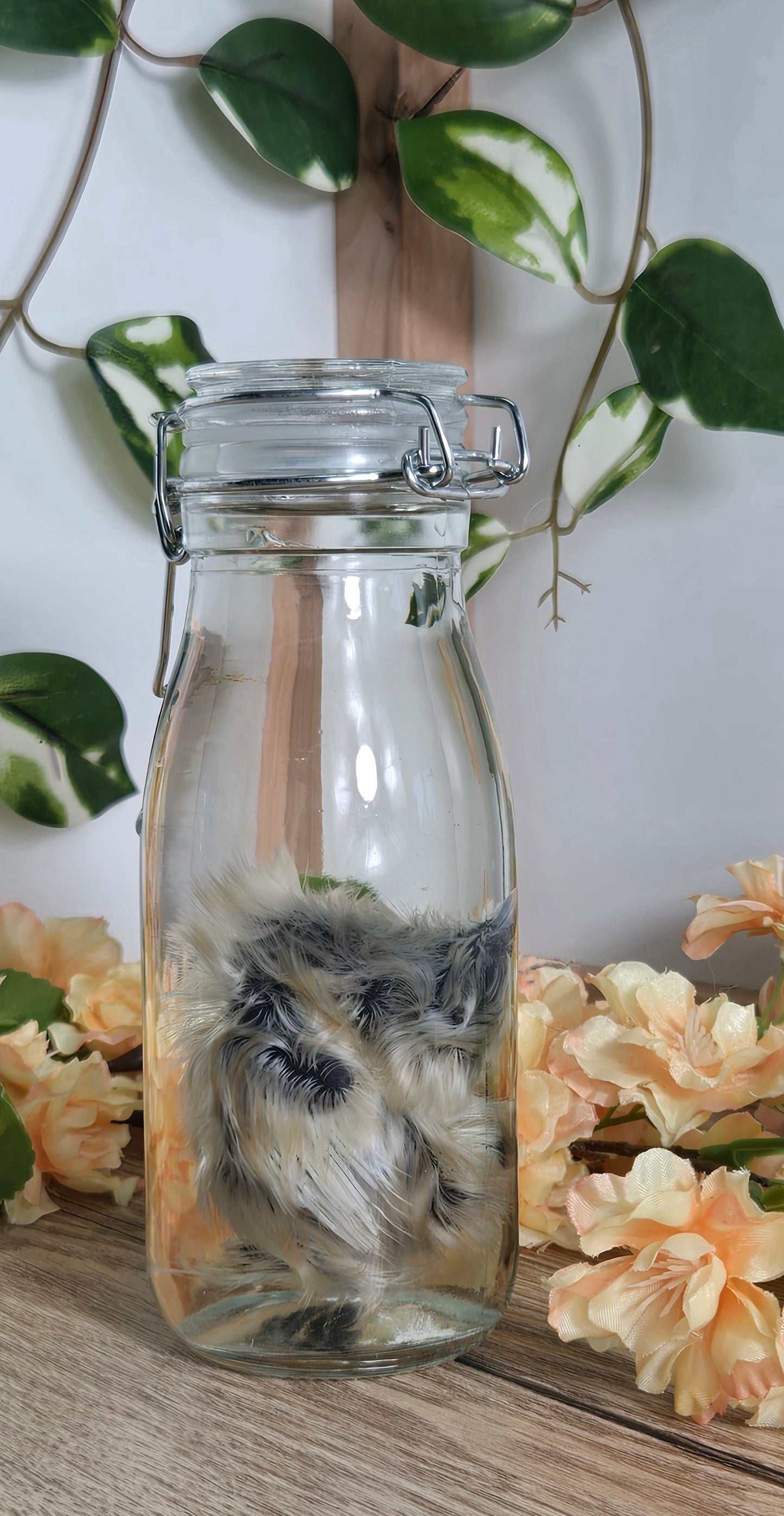 Silkie Chick