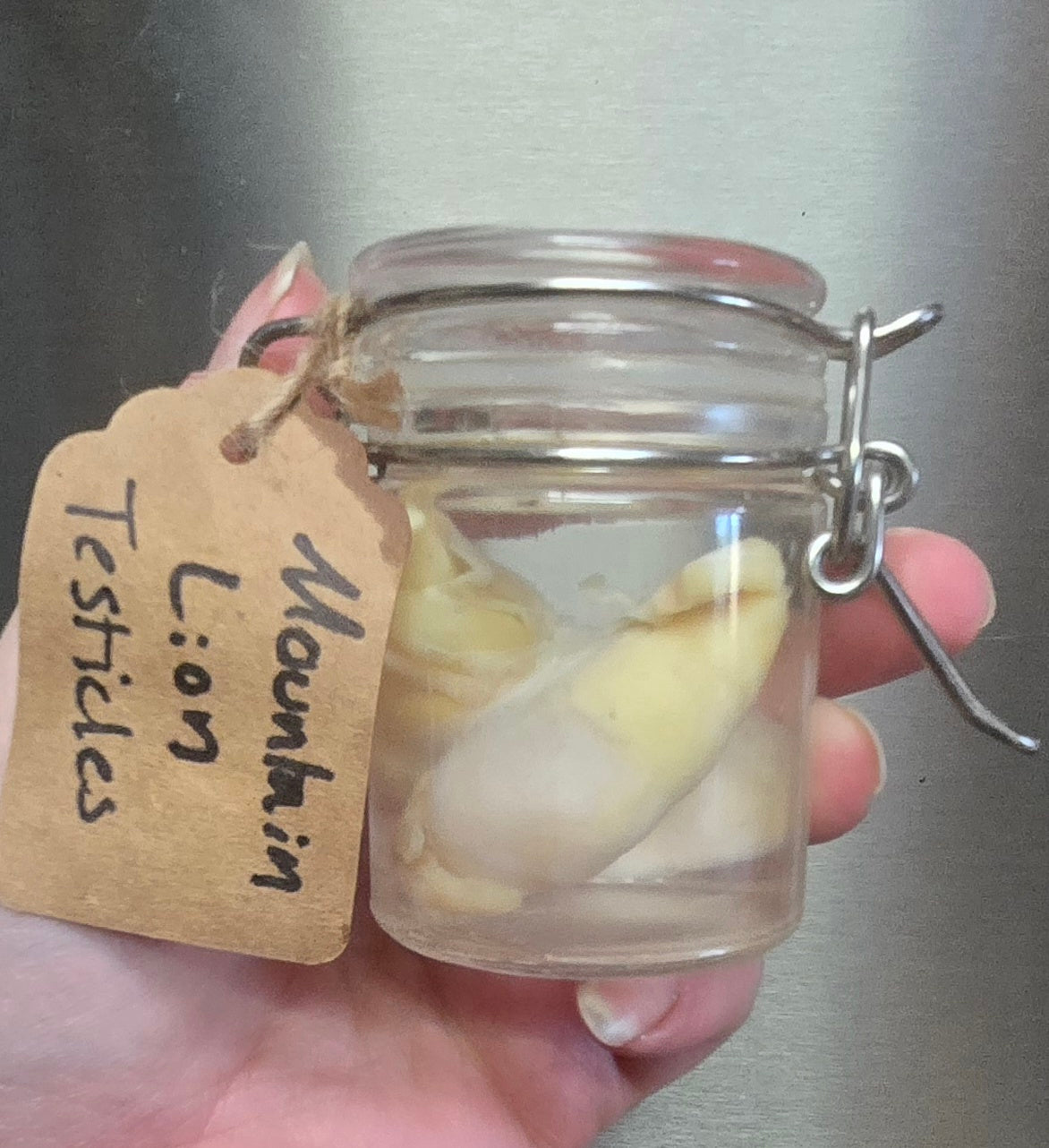 Mountain lion Testicles