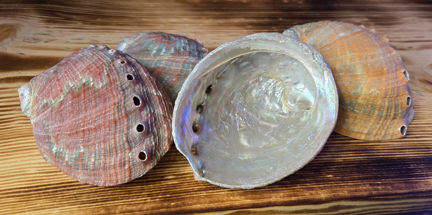 Abalone Shells