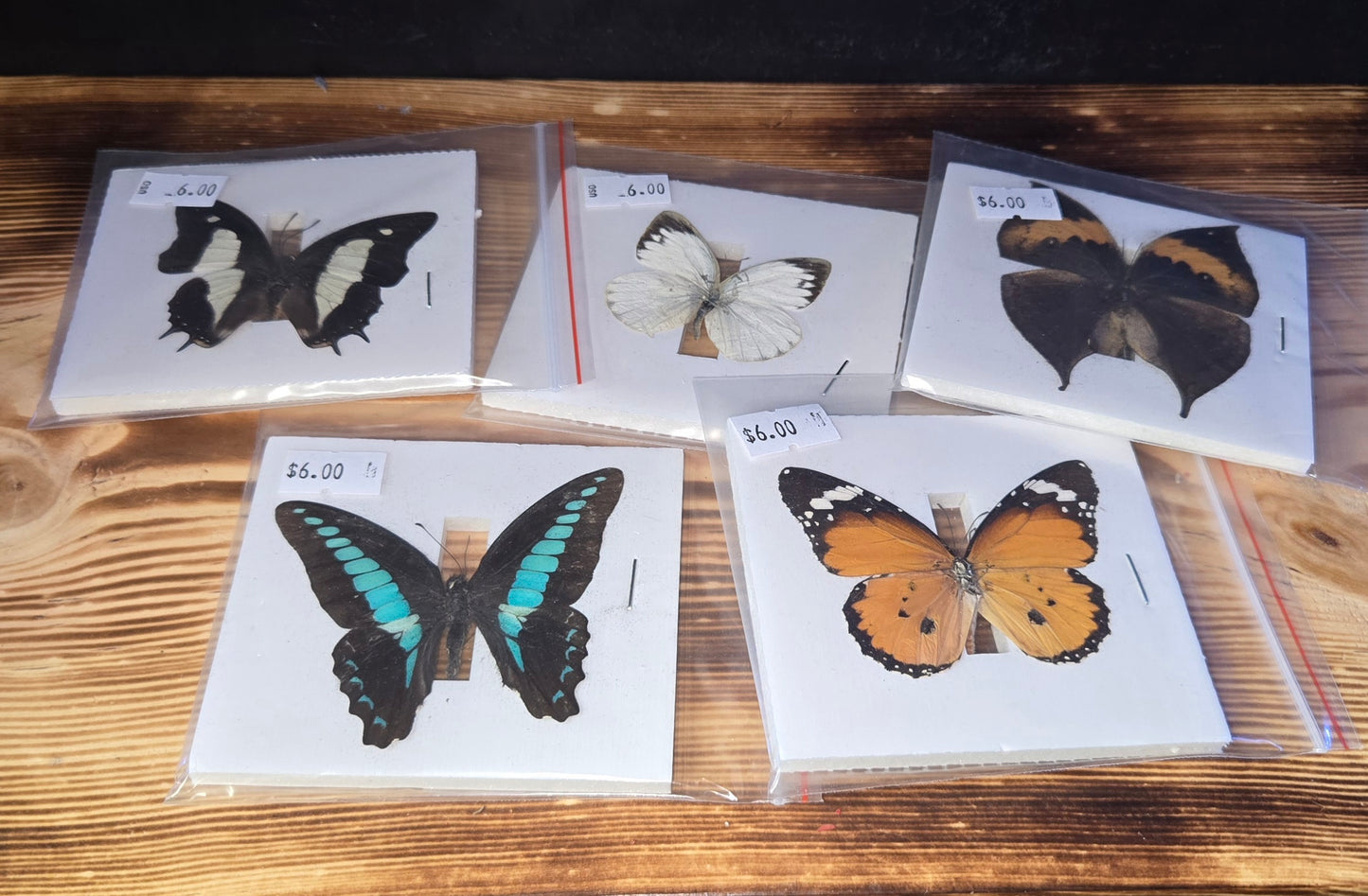 Small Preserved Butterflies - Real Specimens | Craft Supply & Oddity Display