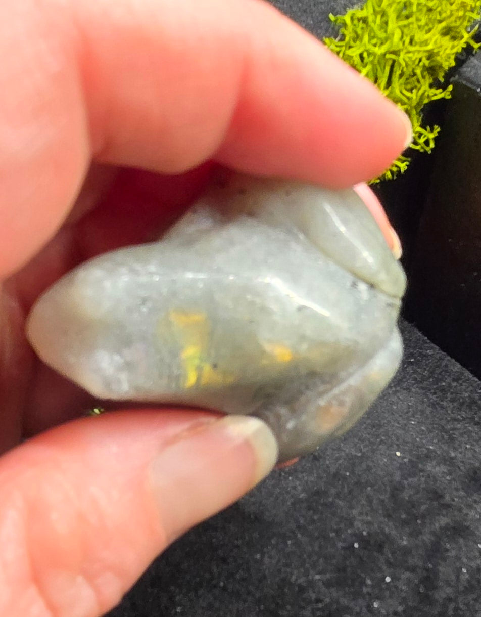 Labradorite frog