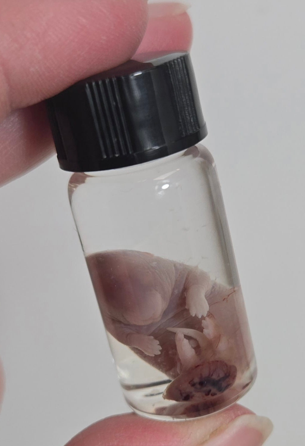 Mouse fetus