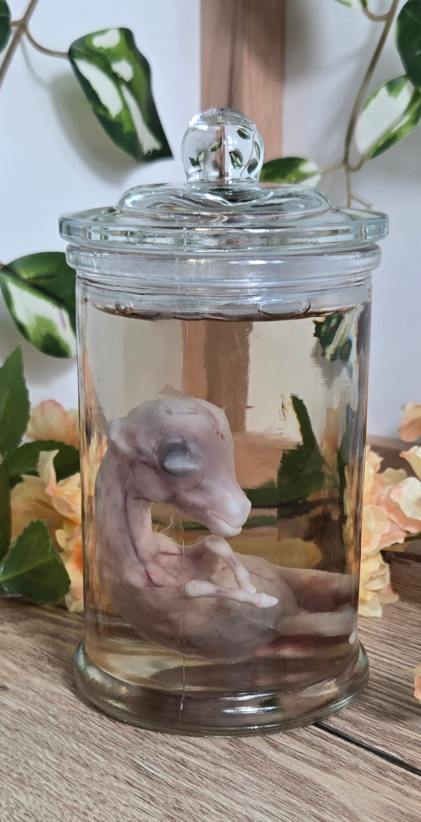 Mini donkey fetus