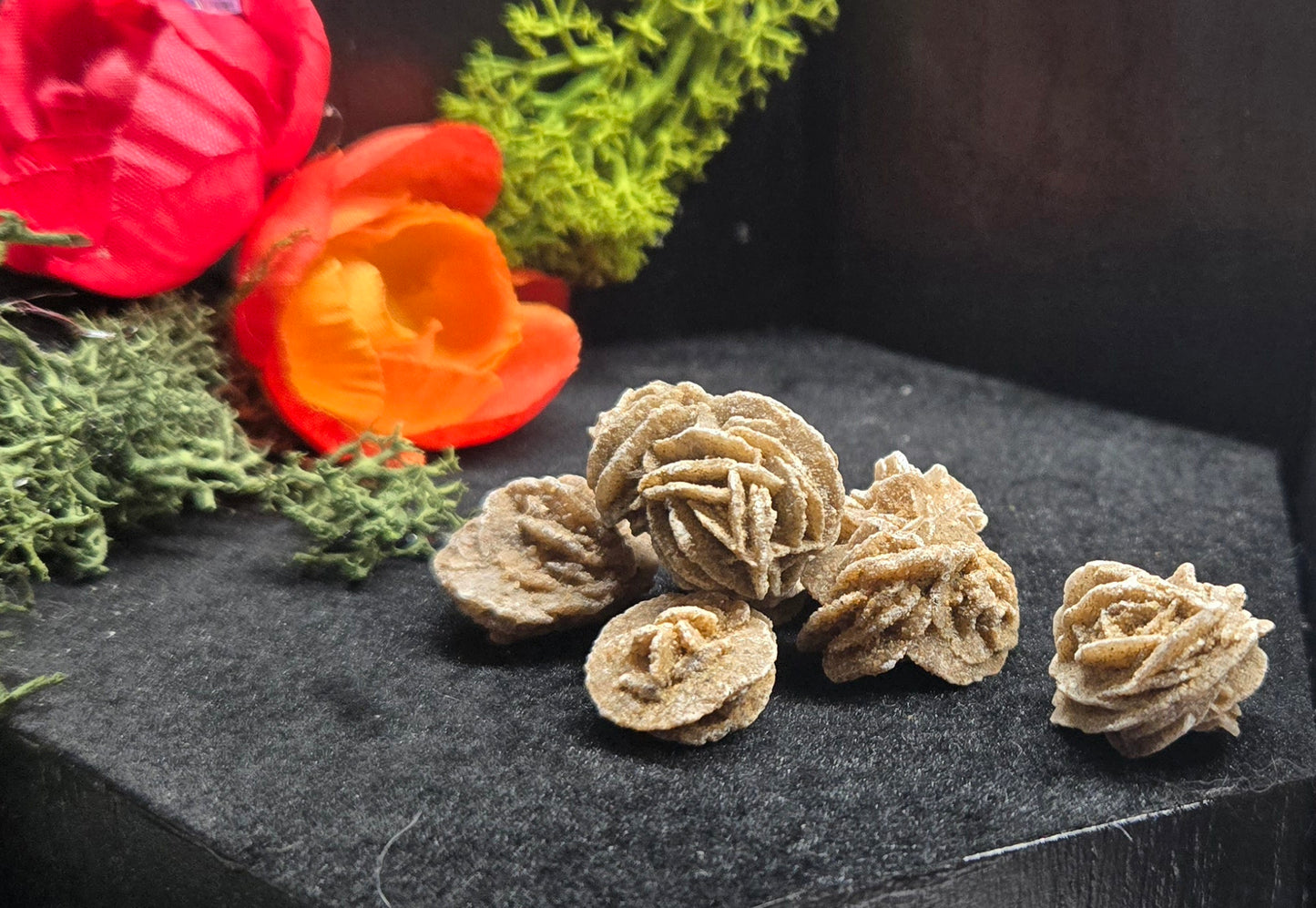 Mini Desert roses