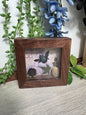 Carpenter Bee shadowbox with preserved flowers mini-framed oddity