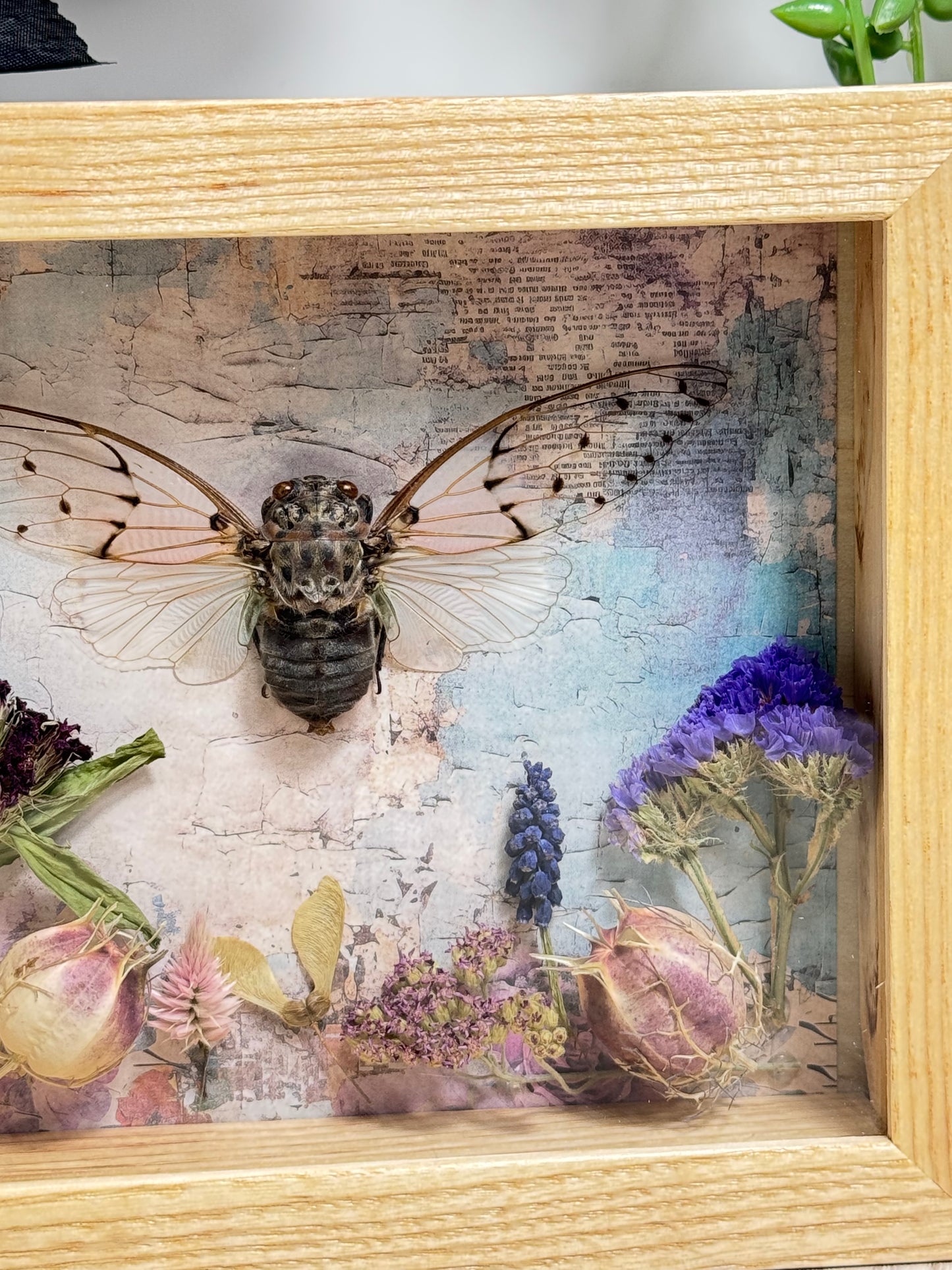 Ghost Cicada Shadow Box - Real Preserved Specimens in Handmade Ash Wood Frame