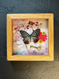 Butterfly Shadow Box - Real Preserved Specimens in Handmade Cherry Wood Frame