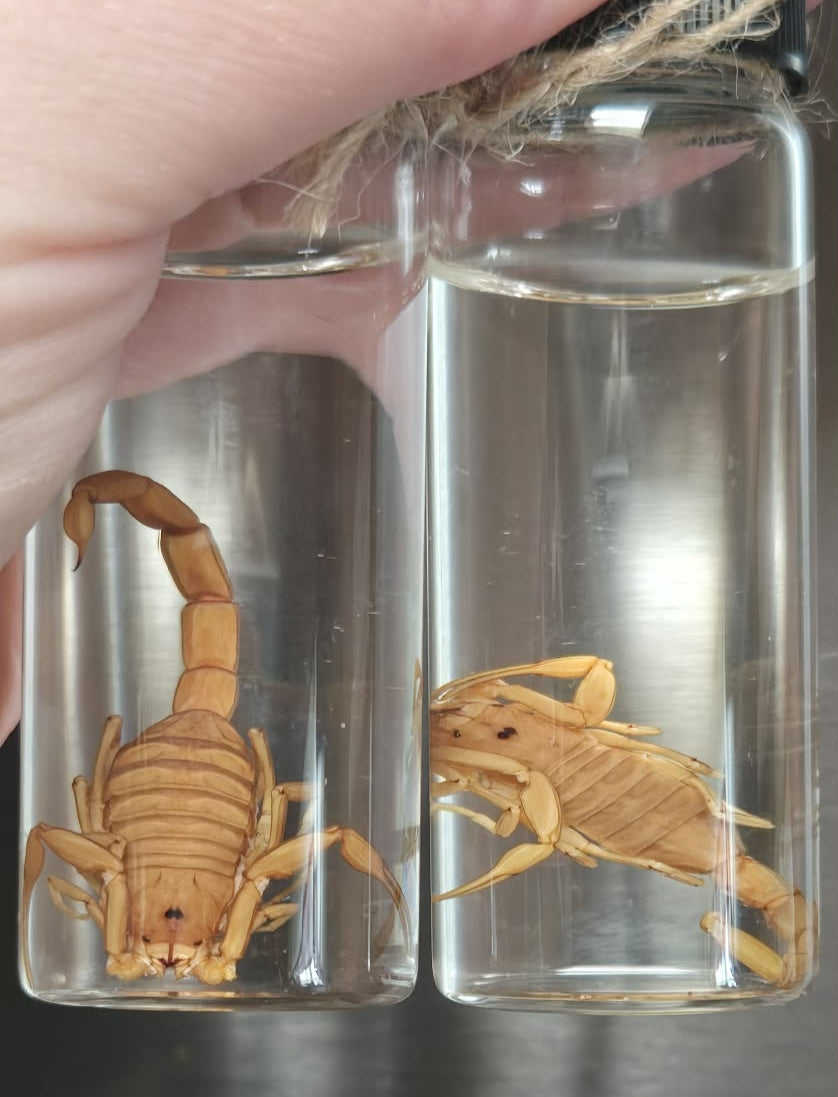 Scorpion wet specimen