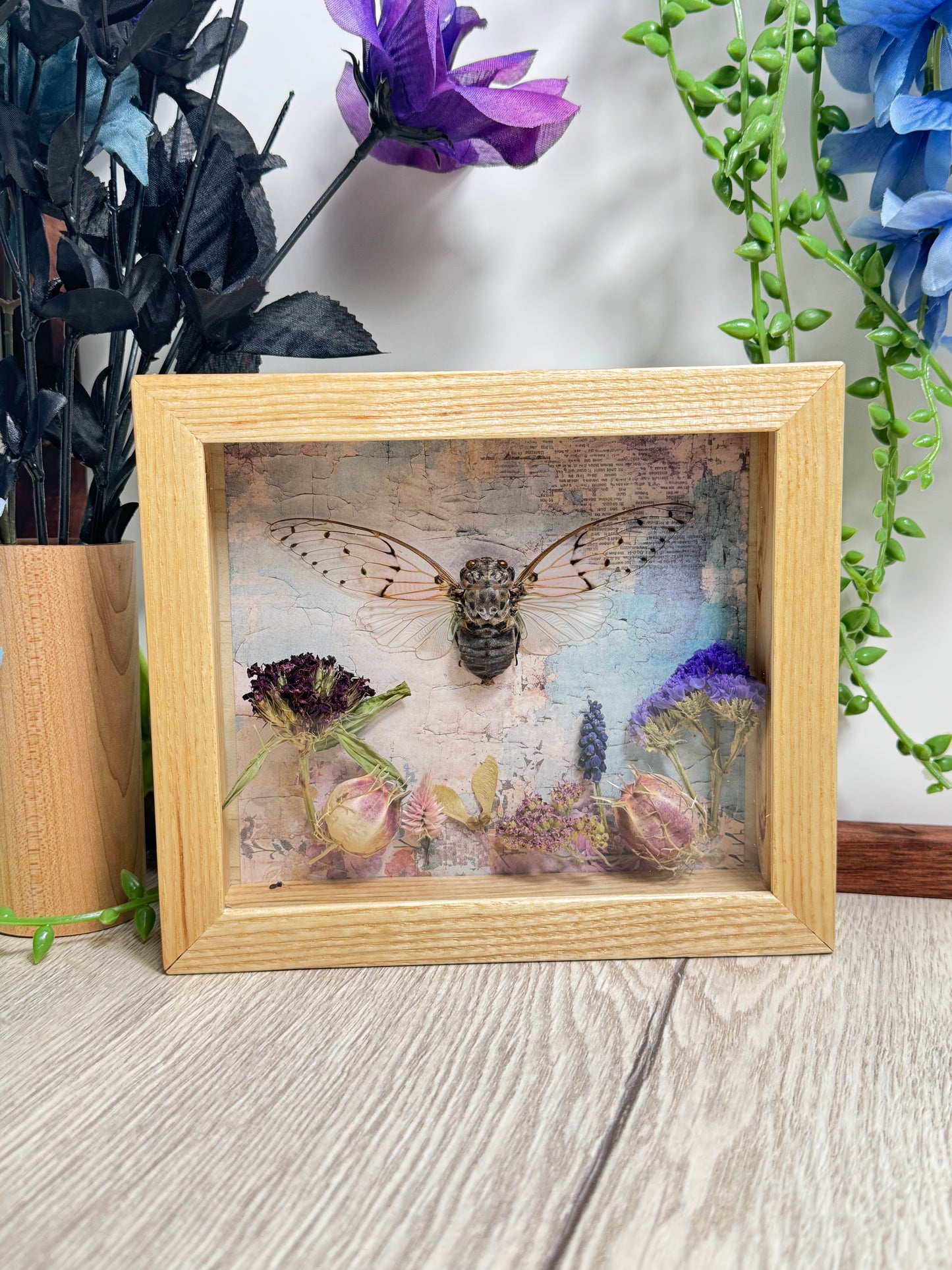 Ghost Cicada Shadow Box - Real Preserved Specimens in Handmade Ash Wood Frame