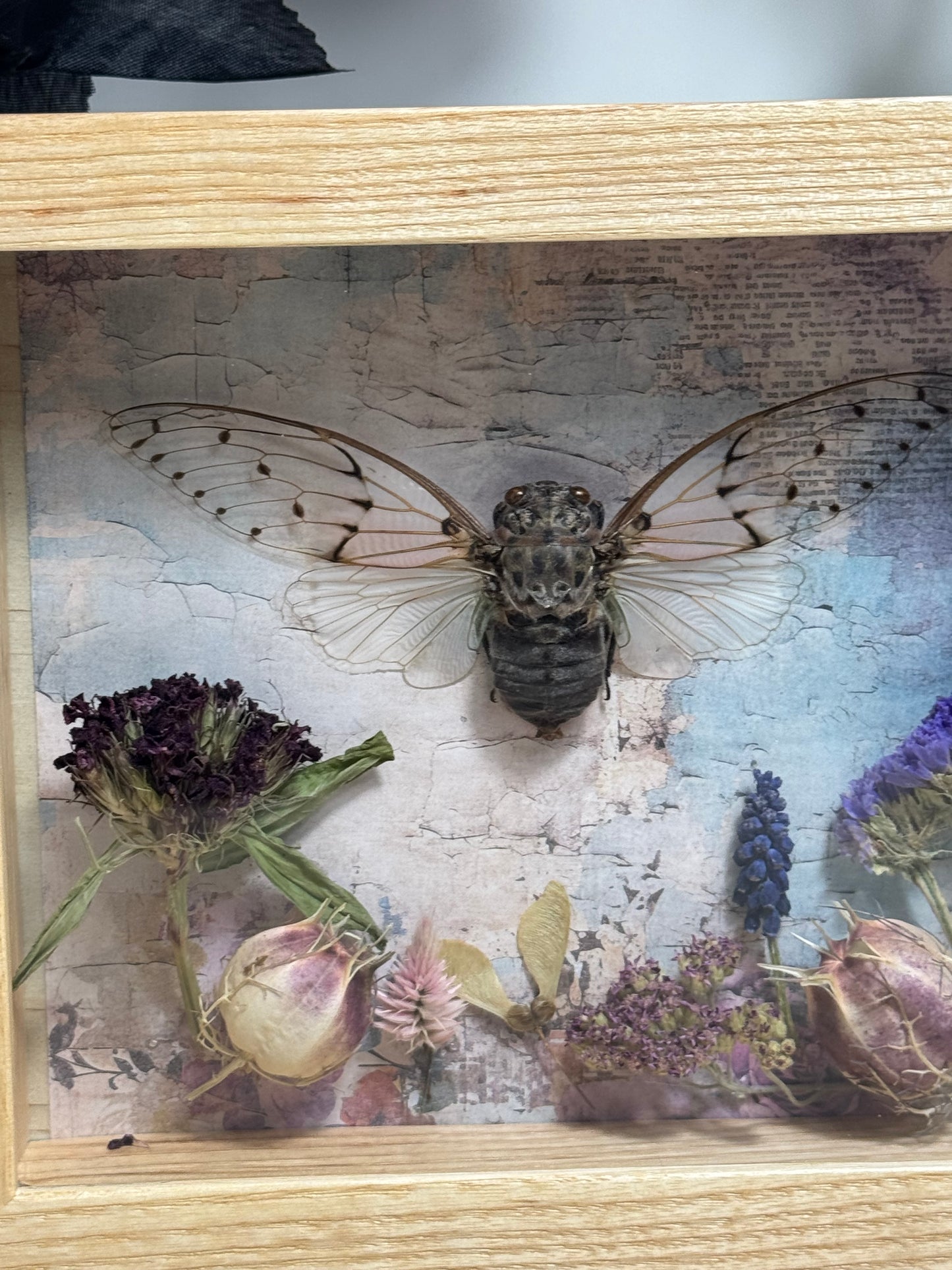 Ghost Cicada Shadow Box - Real Preserved Specimens in Handmade Ash Wood Frame