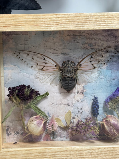 Ghost Cicada Shadow Box - Real Preserved Specimens in Handmade Ash Wood Frame