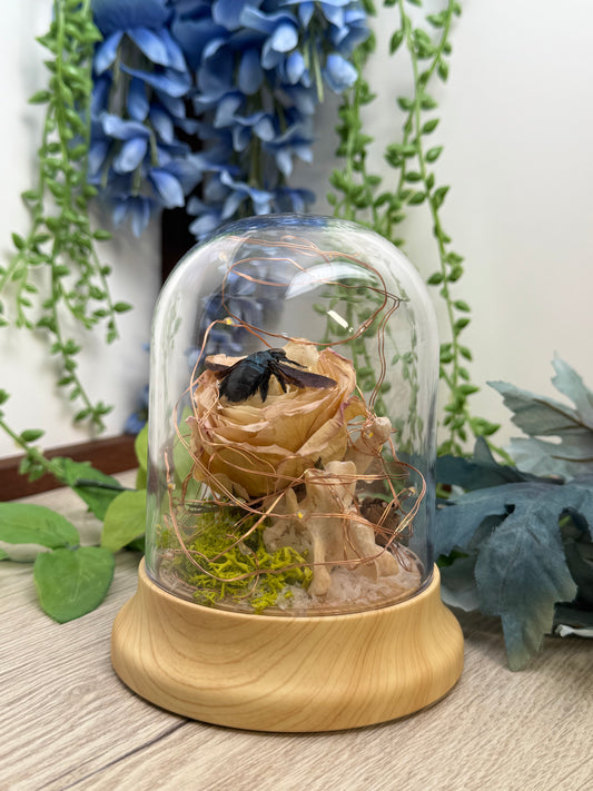 Carpenter Bee Terrarium ￼