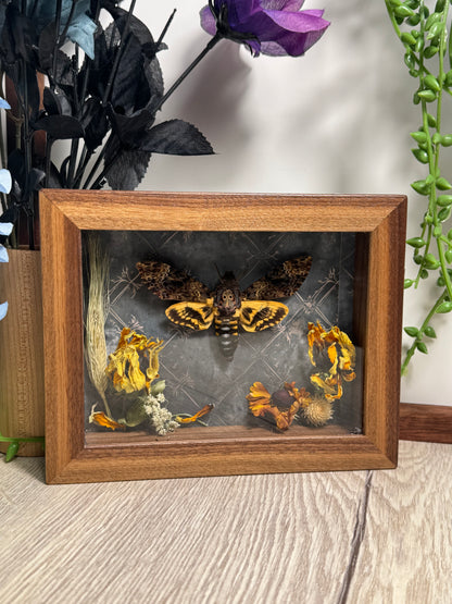 Death-head Moth Shadow Box - Real Preserved Specimens in Handmade Walnut Wood Frame