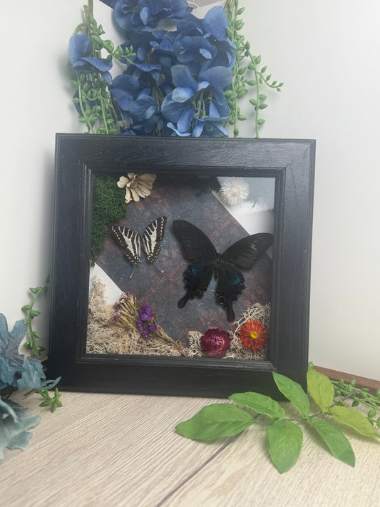 Butterfly Garden Display