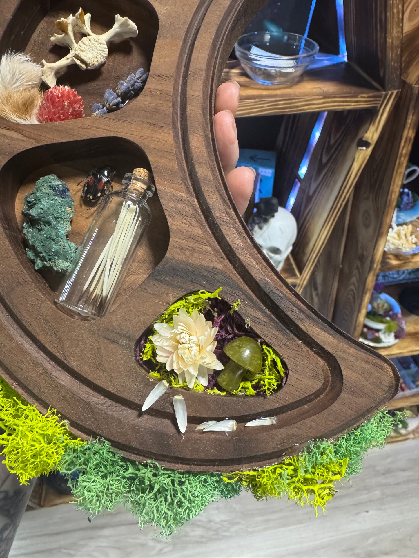 Crescent Moon Shaped Wall Shelf - Handmade Walnut Wood Curio Display for Crystals & Oddities