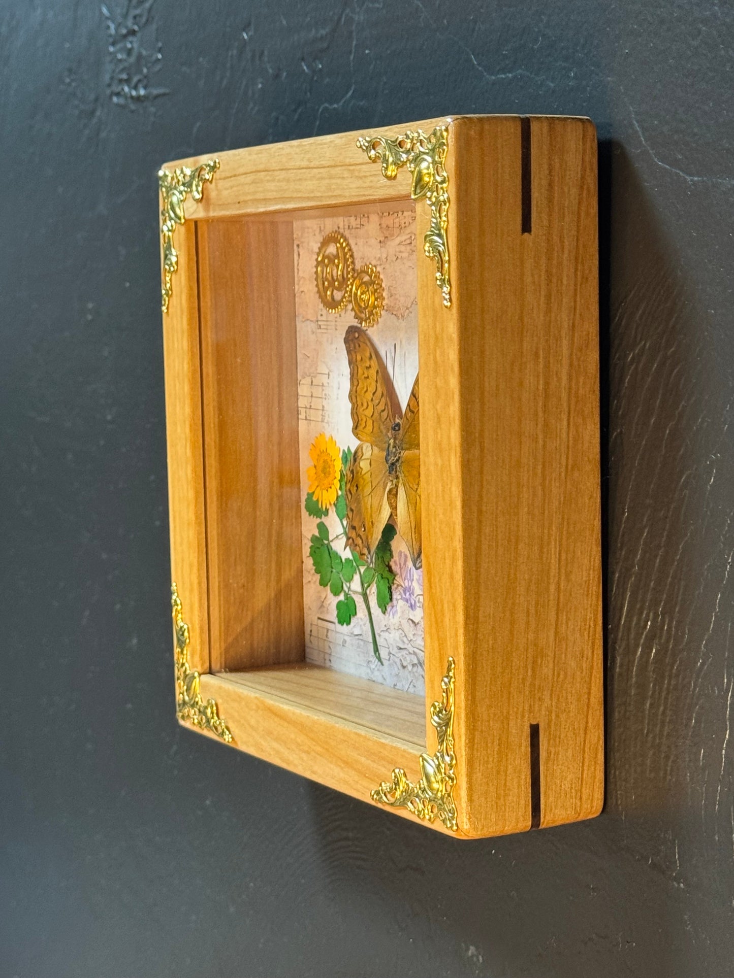 Butterfly Shadow Box - Real Preserved Specimens in Handmade Cherry Wood Frame