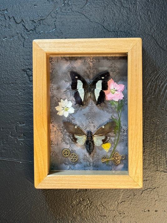 Butterfly & Cicada Shadow Box - Real Preserved Specimens in Handmade Cherry Wood Frame