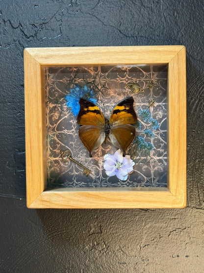 Butterfly Shadow Box - Real Preserved Specimens in Handmade Cherry Wood Frame