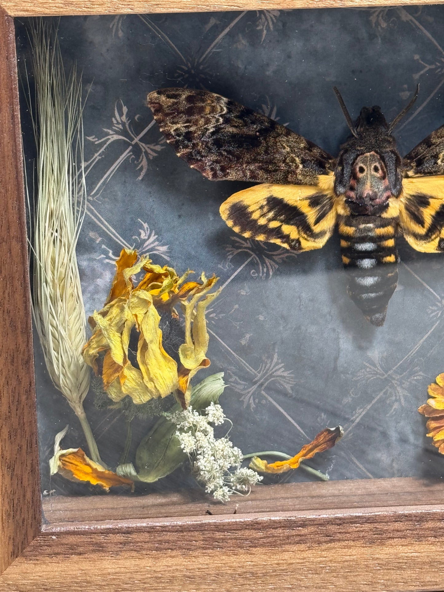 Death-head Moth Shadow Box - Real Preserved Specimens in Handmade Walnut Wood Frame