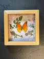 Butterfly Shadow Box - Real Preserved Specimens in Handmade Cherry Wood Frame