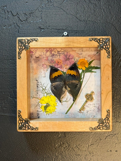 Butterfly Shadow Box - Real Preserved Specimens in Handmade Cherry Wood Frame