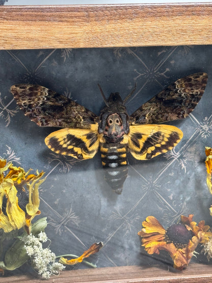 Death-head Moth Shadow Box - Real Preserved Specimens in Handmade Walnut Wood Frame