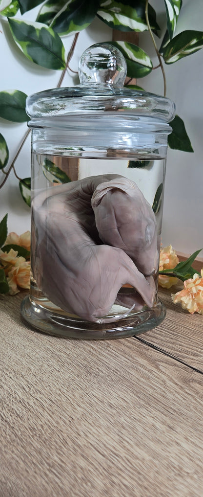 Deer Fetal Wet Specimen
