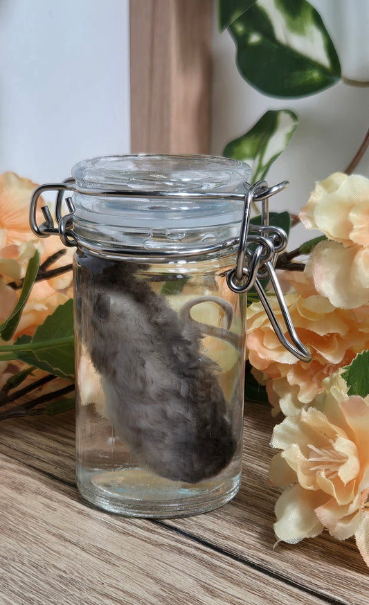Curly-Haired Mouse Wet Specimen WS30