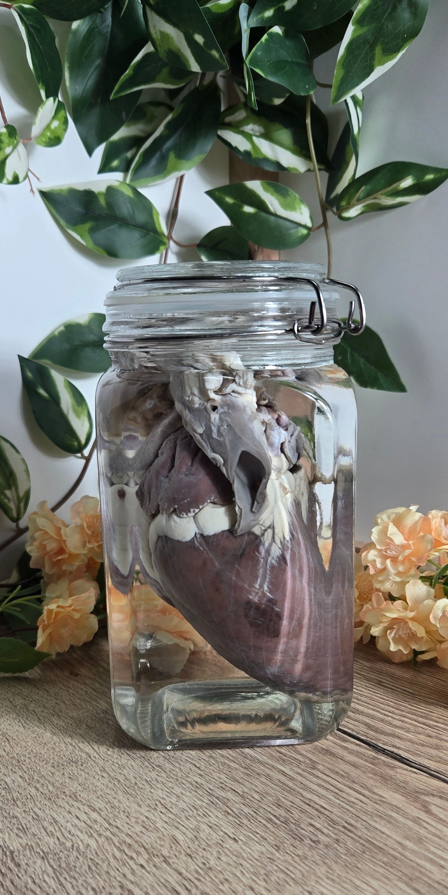 White tail deer heart WS19