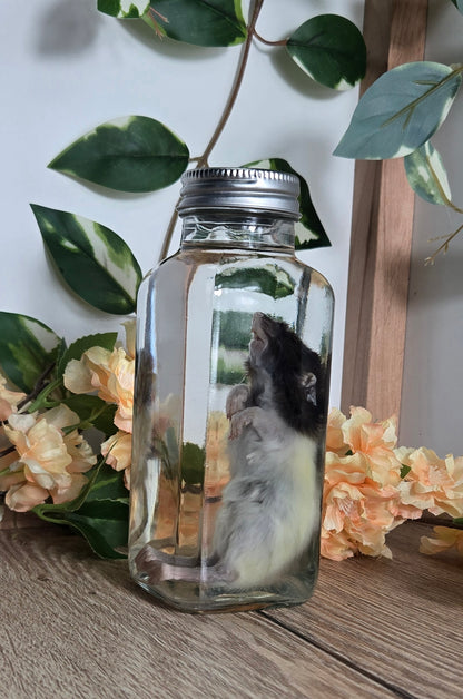 Small rat