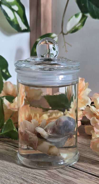 Baby rat with carnation WS15