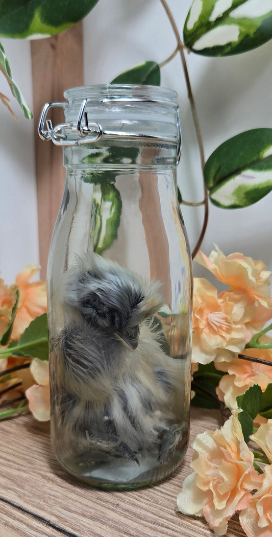 Silkie Chick WS25