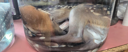 White tail deer fetus -male
