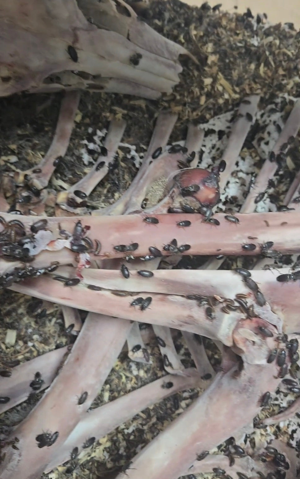 Cleaning Beetle Starter Colony