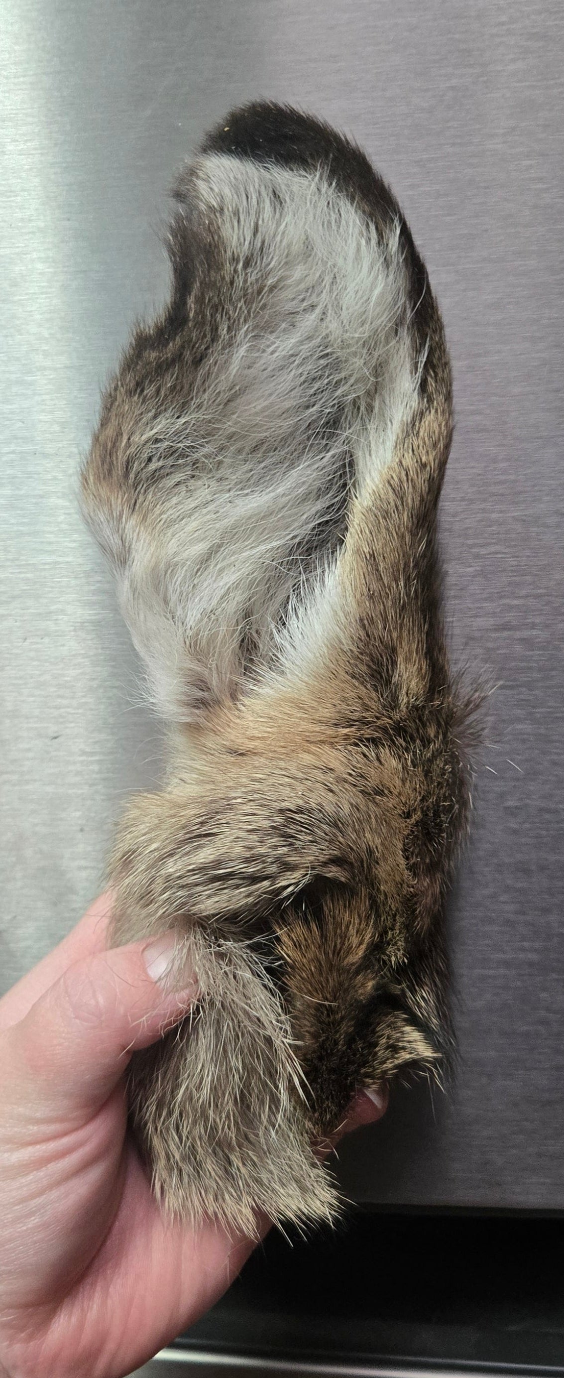 Deer Ear - single