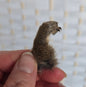 Squirrel Foot - Front Foot | Real Natural Specimen Oddity Curiosity