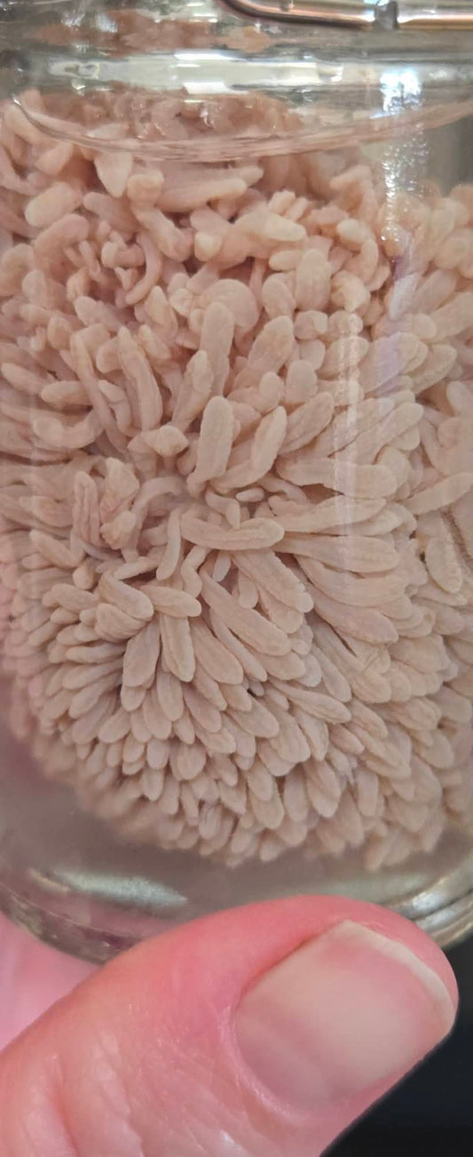 Deer Stomach lining wet specimen