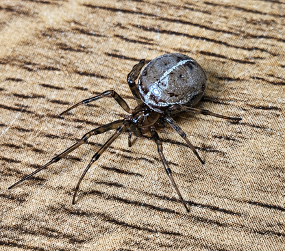 False widow lot