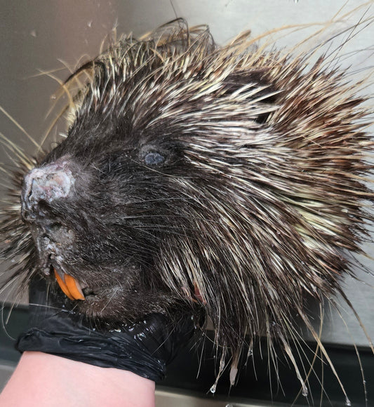 Porcupine head wet specimen