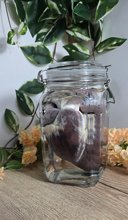 White tail deer heart WS20