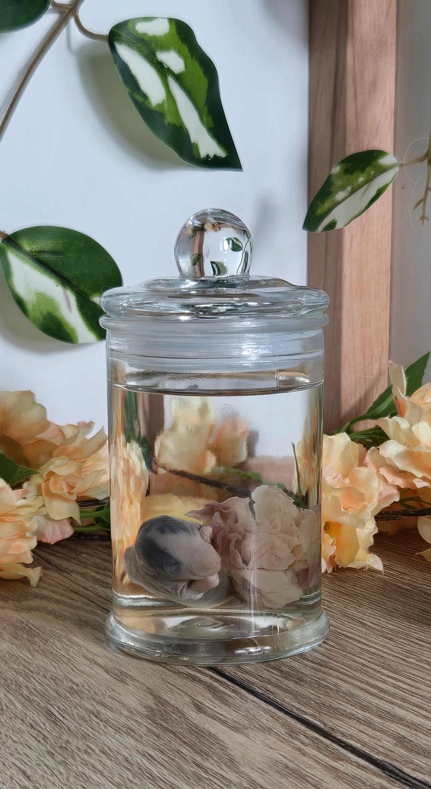 Baby rat with carnation