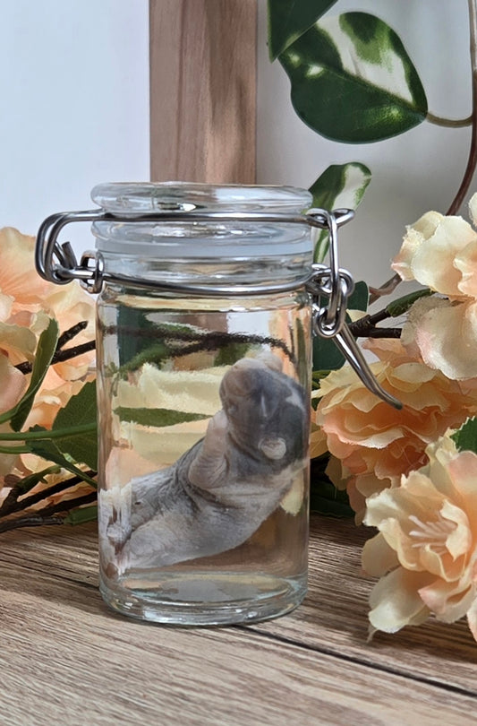 Baby Rat Wet Specimen WS31