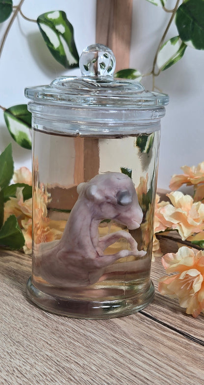 Mini donkey fetus